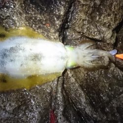 雨の朝マズメ狙い