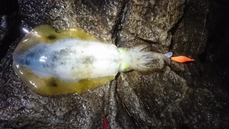 雨の朝マズメ狙い