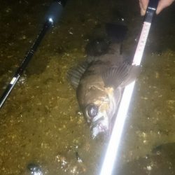 メバルプラグポンポン