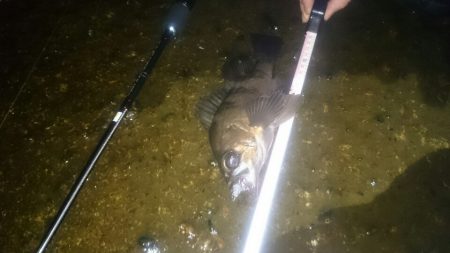 メバルプラグポンポン