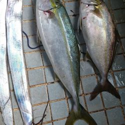 ノマセで青物　in　和歌山マリーナシティ