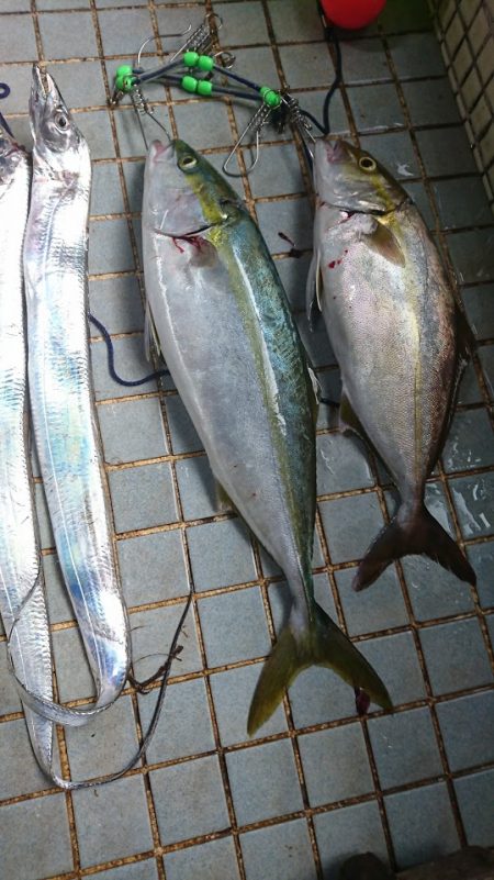 ノマセで青物　in　和歌山マリーナシティ