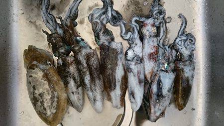 秋アオリ かなりきびしくなった