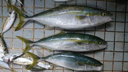 またまたノマセで青物連発