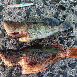 出雲市 河下港での初釣果