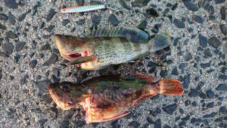 出雲市 河下港での初釣果