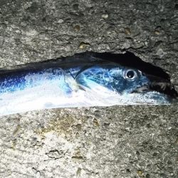 太刀魚 アタリ少ない