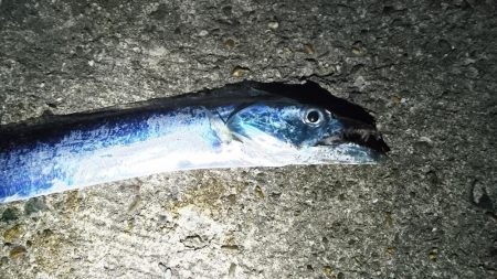 太刀魚 アタリ少ない