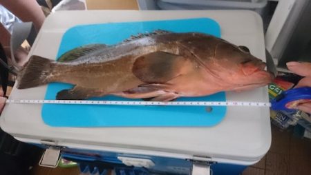 特大のガシラと思ったらアコウでした