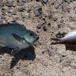 ちょい投げ&サビキ