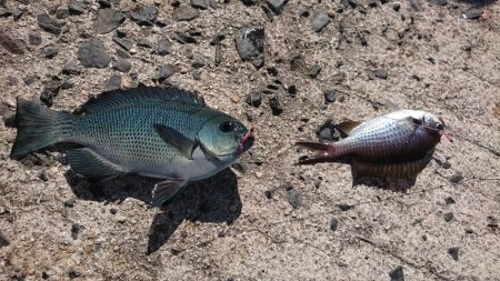 ちょい投げ&サビキ