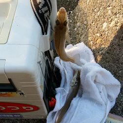 東二見へ落ちギス調査