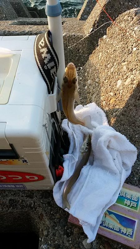 東二見へ落ちギス調査