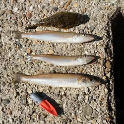 東二見人工島へ落ちギス調査３連投