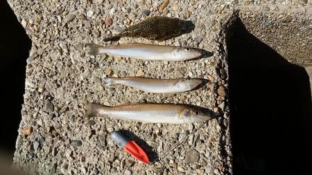 東二見人工島へ落ちギス調査３連投