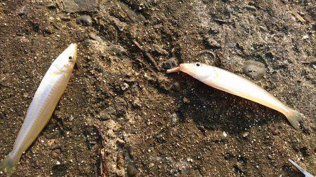 キス釣りは楽しい