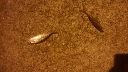 ロックフィッシュ＆エギング＆アジゴ釣り