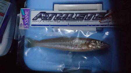 投げ釣り、キス釣り