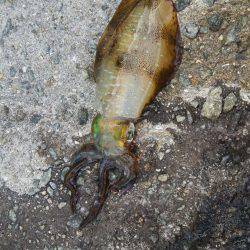 teamゲッソー調査隊