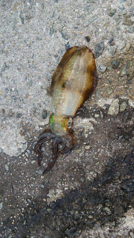 teamゲッソー調査隊