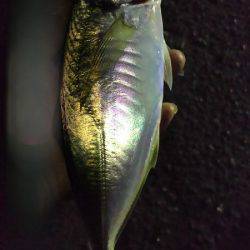 タチウオ、アジ、サバ、ツバスまで。