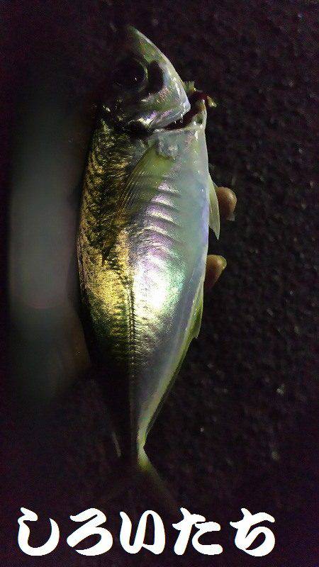 タチウオ、アジ、サバ、ツバスまで。