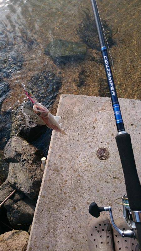 チヌ&ジギング　宮津　ランガン