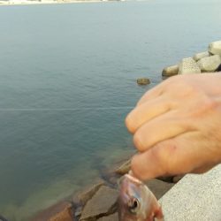 久しぶりの姫路でセイゴ。