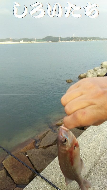 久しぶりの姫路でセイゴ。