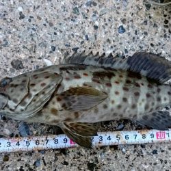 西表島 強風止まず、１週間ぶりに出掛けました。