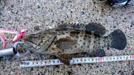 西表島 強風止まず、１週間ぶりに出掛けまし…