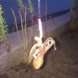 サゴシは お留守