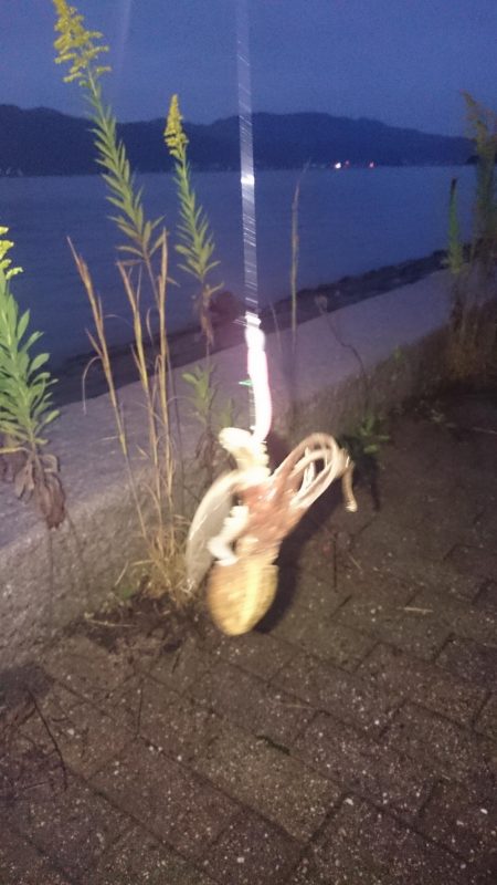 サゴシは お留守