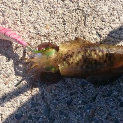 エギング&エソング