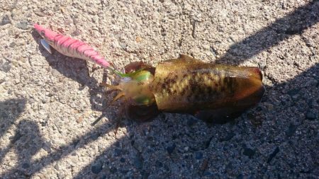 エギング&エソング