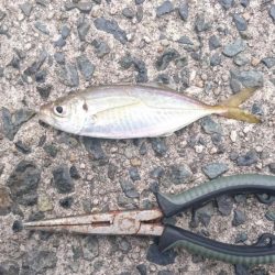 エギング&デイアジング