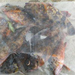 タチウオからのジギングからの穴釣り