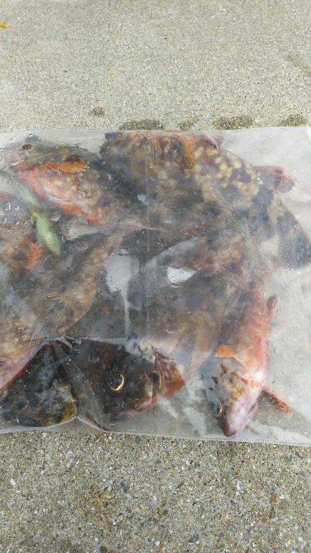 タチウオからのジギングからの穴釣り