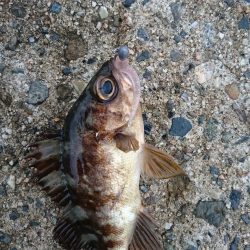 台風後のデイアジング