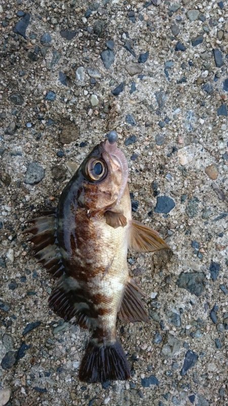 台風後のデイアジング