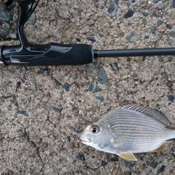 ライトソルト　エソ