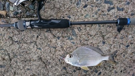 ライトソルト　エソ