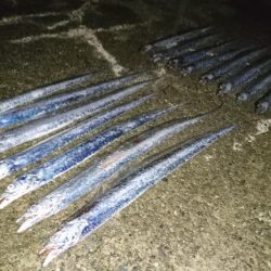 ケーソンタチウオ