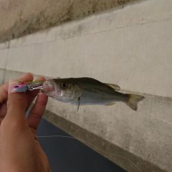 ミニミニシーバス