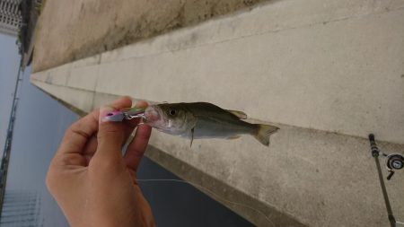 ミニミニシーバス