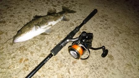 シーバスと珍客