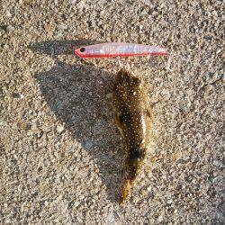 アオリイカ2杯のみ