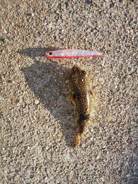 アオリイカ2杯のみ