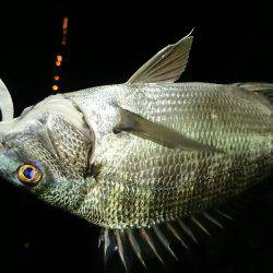 淀川キビレ2017年10月