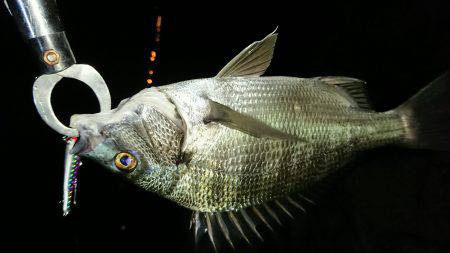 淀川キビレ2017年10月